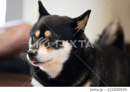 Black and tan shiba inu with playful expression resting indoors during afternoon light Black and tan shiba inu with playful expression resting indoors during afternoon light 122800930
