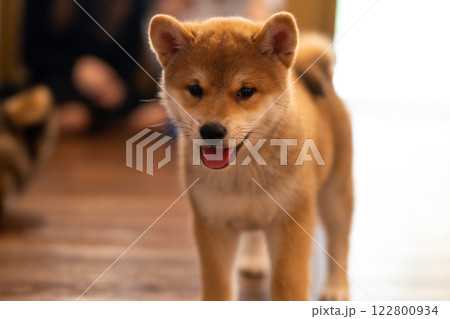Shiba Inu puppy exploring a cozy indoor space during afternoon light with playful expression 122800934