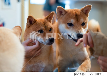 Two shiba inu dogs interacting with a person in a cozy indoor setting during daytime 122800935