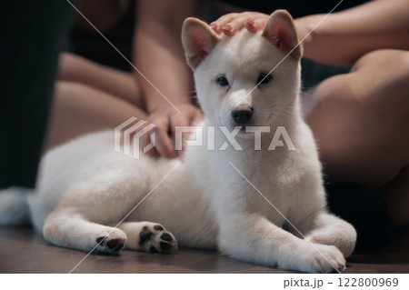 Cute white puppy relaxing while people gently pet it at home in the evening 122800969