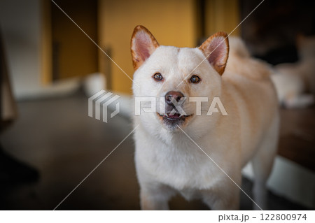 Charming white dog with expressive face enjoying indoor playtime in a cozy setting Charming white dog with expressive face enjoying indoor playtime in a cozy setting 122800974