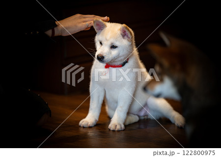 Playful white puppy being petted by a person in a cozy indoor setting Playful white puppy being petted by a person in a cozy indoor setting 122800975