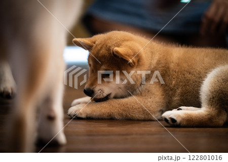 Playful shiba inu puppy resting on wooden floor in a cozy indoor setting during afternoon Playful shiba inu puppy resting on wooden floor in a cozy indoor setting during afternoon 122801016