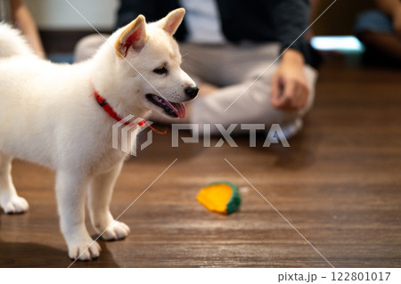 Playful puppy enjoys time with friends in cozy indoor setting while exploring a colorful toy Playful puppy enjoys time with friends in cozy indoor setting while exploring a colorful toy 122801017