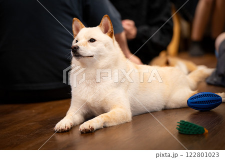 Shiba Inu relaxing on wooden floor surrounded by people and toys in a cozy indoor setting 122801023