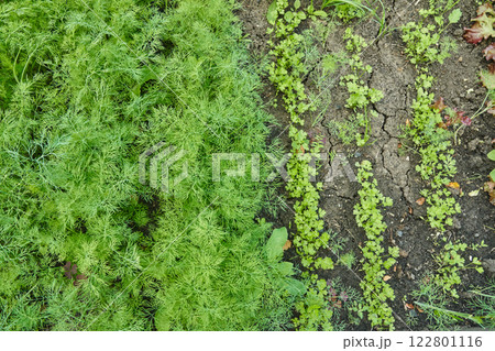 Gardening. Growing herbs in a wooden garden box. Growing dill and parsley in raised beds. High quality photo 122801116