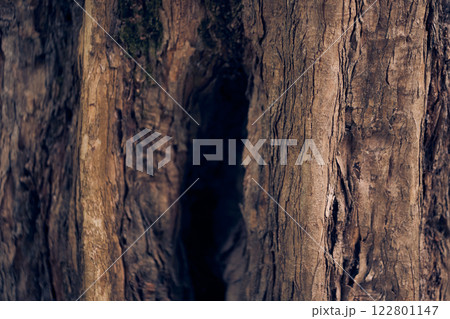 A hollow in the trunk of a tree. Maple burger close-up. Natural background with space to copy. High quality photo A hollow in the trunk of a tree. Maple burger close-up. Natural background with space to copy. High quality photo 122801147