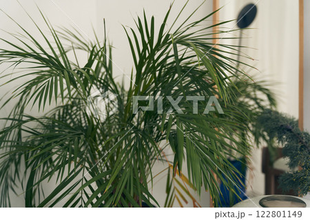 Green indoor flower plant, areca palm on the background of the interior of the room. Palm leaves close-up. High quality photo 122801149