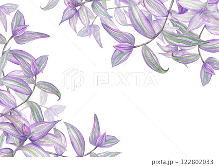 Purple green Tradescantia zebrina leaves watercolor horizontal frame. Tropical spiderwort creeper house plant illustration with empty space for text. For greeting card, invitation, label decor 122802033