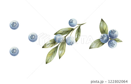 Blueberry. Set of watercolor illustration with blueberries and twigs with green leaves. Hand drawn, isolated on a white background. For print, cards, textiles, kitchen, invitations. Blueberry. Set of watercolor illustration with blueberries and twigs with green leaves. Hand drawn, isolated on a white background. For print, cards, textiles, kitchen, invitations. 122802064