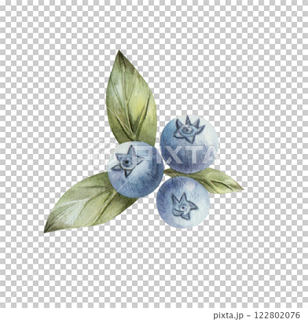 Blueberry. Watercolor illustration with blueberries and green leaves. Hand drawn illustration isolated on white background. For print, cards, textiles, kitchen, invitations. Blueberry. Watercolor illustration with blueberries and green leaves. Hand drawn illustration isolated on white background. For print, cards, textiles, kitchen, invitations. 122802076