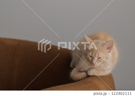 Two months old ginger fluffy kitten exploring on brown lounge chair 122802111