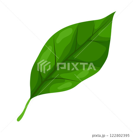 Illustration of leaf. Spring or summer stylized foliage. 122802395