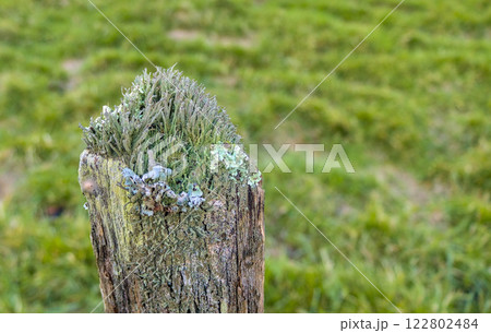 green lichens on a fence post 122802484