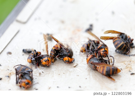 スズメバチ 罠に捕まったコガタスズメバチ 粘着シート スズメバチ 罠に捕まったコガタスズメバチ 粘着シート 122803196