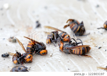 スズメバチ　罠に捕まったコガタスズメバチ　粘着シート 122803197