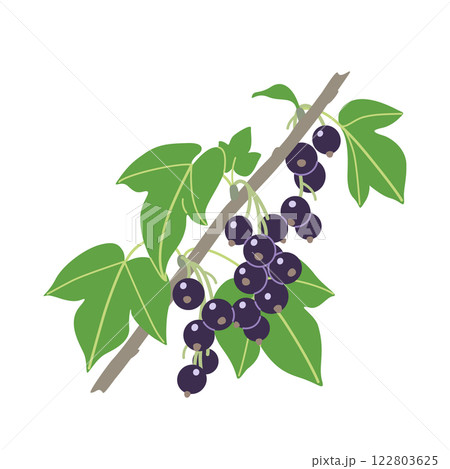 Blackcurrant Branch with Berries and Leaves Blackcurrant Branch with Berries and Leaves 122803625