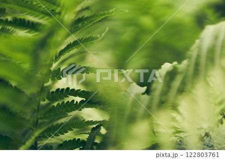 A blurred background of fern leaves. Large vegetation in the park in an open space. With space to copy. High quality photo A blurred background of fern leaves. Large vegetation in the park in an open space. With space to copy. High quality photo 122803761