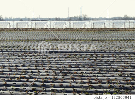 strawberry beds under dark polyethylene with greenhouses in the distance, strawberry bushes in long rows in a field and greenhouse complexes in the background, strawberry farm in spring strawberry beds under dark polyethylene with greenhouses in the distance, strawberry bushes in long rows in a field and greenhouse complexes in the background, strawberry farm in spring 122803941