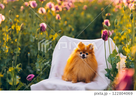 Pomeranian Spitz dog in a poppy field on a white chair Pomeranian Spitz dog in a poppy field on a white chair 122804069
