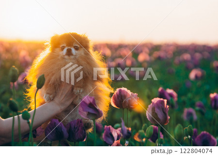 Pomeranian dog in a field of poppies at sunset 122804074