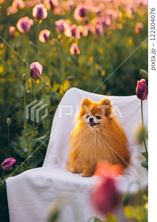 Pomeranian Spitz in a poppy field on a white chair at sunset Pomeranian Spitz in a poppy field on a white chair at sunset 122804076