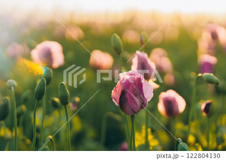 glare of the sun in summer in a field of lilac and purple poppies glare of the sun in summer in a field of lilac and purple poppies 122804130