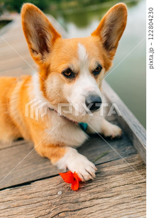 Corgi dog's paw holds a red poppy flower, portrait of a dog on a pond Corgi dog's paw holds a red poppy flower, portrait of a dog on a pond 122804230