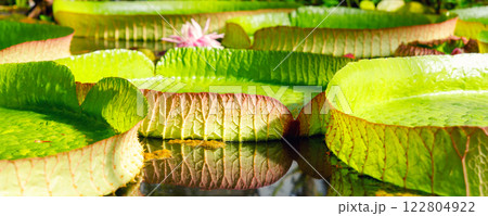 Close-up Victora Regia Amazonica giant water lily pads glow green yellow petals rippling lake surface. Natural waterlily patterns lush wetland environment exotic tropical serenity in tropical pond 122804922