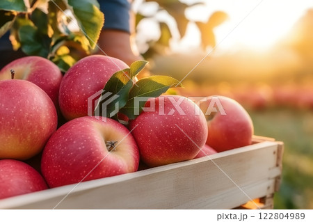Sunlit red apples freshly picked from the orchard are displayed in a rustic wooden crate Sunlit red apples freshly picked from the orchard are displayed in a rustic wooden crate 122804989