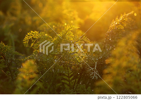carrot tops in the field. Carrot bushes are planted in a row. Growing vegetables in rural areas. carrot tops in the field. Carrot bushes are planted in a row. Growing vegetables in rural areas. 122805066