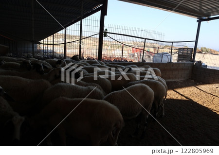 Livestock farm, dairy farm, agriculture, sheep and goats. Food for herbivores. 122805969