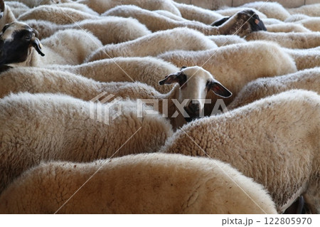 Livestock farm, dairy farm, agriculture, sheep and goats. Food for herbivores. 122805970