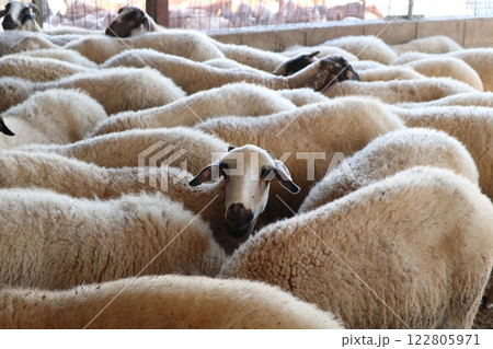 Livestock farm, dairy farm, agriculture, sheep and goats. Food for herbivores. 122805971