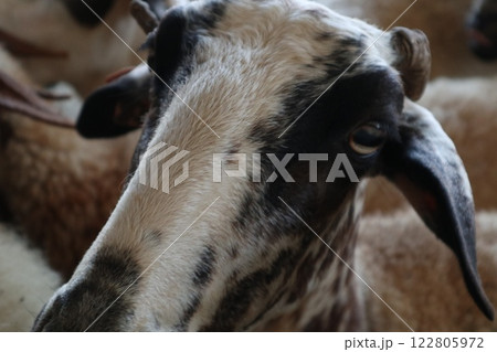 Livestock farm, dairy farm, agriculture, sheep and goats. Food for herbivores. 122805972