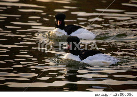 Group of wild Goosander (Mergus merganser) males Group of wild Goosander (Mergus merganser) males 122806086