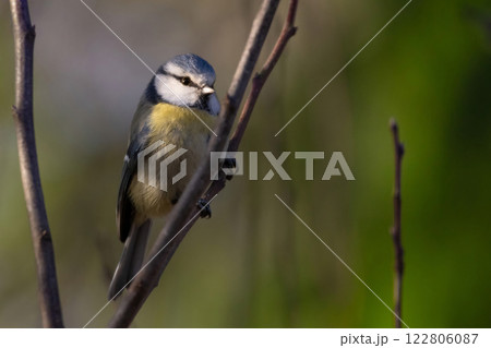 Cute and tiny Eurasian blue tit on winter sun 122806087
