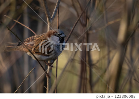 House Sparrow (Passer domesticus) winter season 122806088