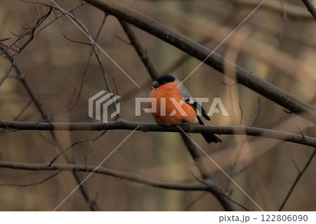 Red bird Eurasian bullfinch (Pyrrhula pyrrhula) Red bird Eurasian bullfinch (Pyrrhula pyrrhula) 122806090