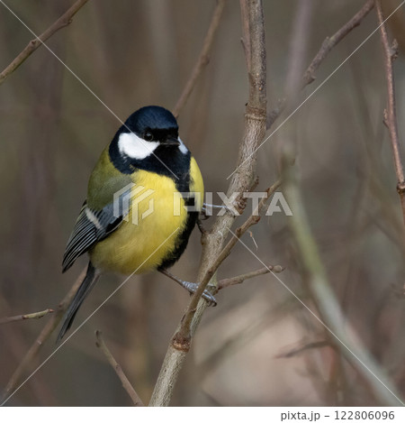 Parus major and Eurasian blue tit 122806096