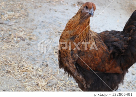 Chicken farm, poultry farm, birds walking in the yard. Free range of birds. Chicken farm, poultry farm, birds walking in the yard. Free range of birds. 122806491