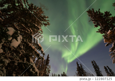 森の中で見るオーロラ鑑賞 森の中で見るオーロラ鑑賞 122807125