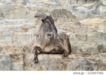 ヒマラヤタール 122807366