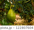 Avocado hanging from tree, blurred background 122807604