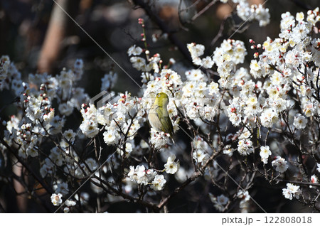梅とメジロ、向島百花園にて 梅とメジロ、向島百花園にて 122808018