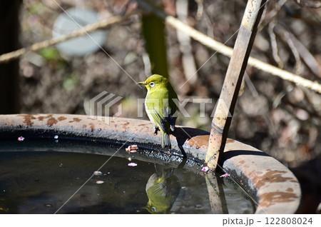 メジロ、向島百花園にて 122808024
