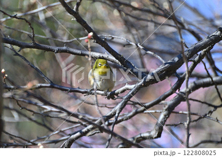 メジロ、向島百花園にて 122808025