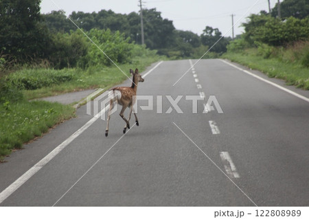 道路を走るしかの風景_日髙 道路を走るしかの風景_日髙 122808989
