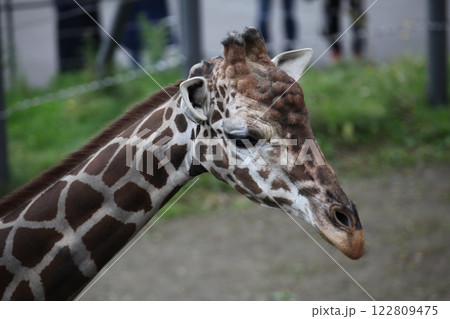 動物園のキリン_円山動物園 動物園のキリン_円山動物園 122809475