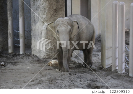 動物園のゾウ_円山動物園 122809510